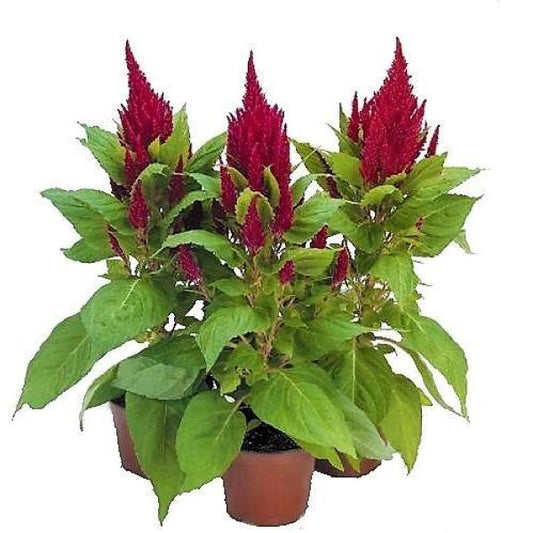 Celosia Plumosa, Silver Cock’s Comb (small) - www.Greenie.ae Buy online Best and Healthy Plants and quality products guarantee in Dubai Plants Shop in Dubai Abu Dhabi all over UAE Plants near me Fresh Plants in Dubai where to buy plants in UAE - Greenie.ae