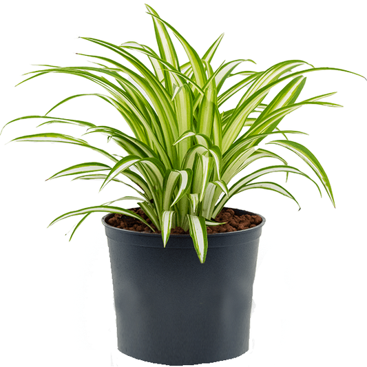 Spider Plant, Chlorophytum comosum, Variegatum