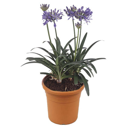 Agapanthus African, African Lily