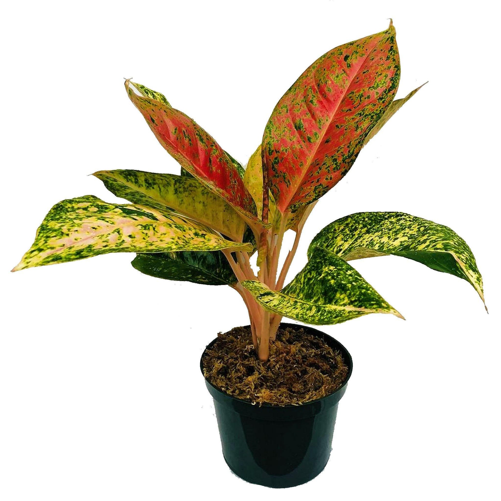 Aglaonema Sp , Wishes - www.Greenie.ae Buy online Best and Healthy Plants and quality products guarantee in Dubai Plants Shop in Dubai Abu Dhabi all over UAE Plants near me Fresh Plants in Dubai where to buy plants in UAE - Greenie.ae