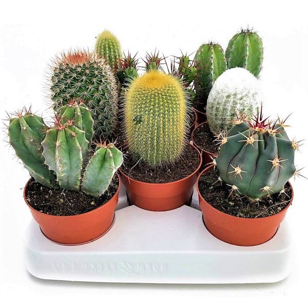 Ornamental Cactus Mix Outdoor - www.Greenie.ae Buy online Best and Healthy Plants and quality products guarantee in Dubai Plants Shop in Dubai Abu Dhabi all over UAE Plants near me Fresh Plants in Dubai where to buy plants in UAE - Greenie.ae