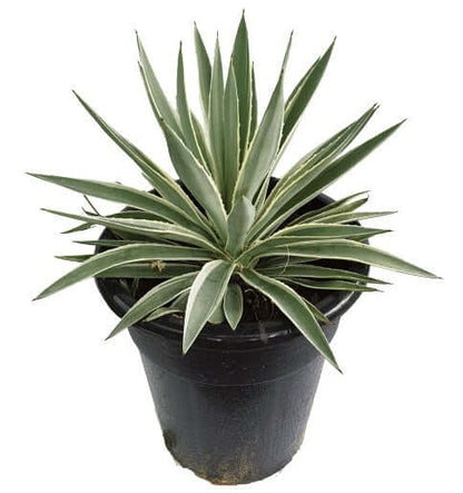 Agave Angustifolia, Caribbean - www.Greenie.ae Buy online Best and Healthy Plants and quality products guarantee in Dubai Plants Shop in Dubai Abu Dhabi all over UAE Plants near me Fresh Plants in Dubai where to buy plants in UAE - Greenie.ae