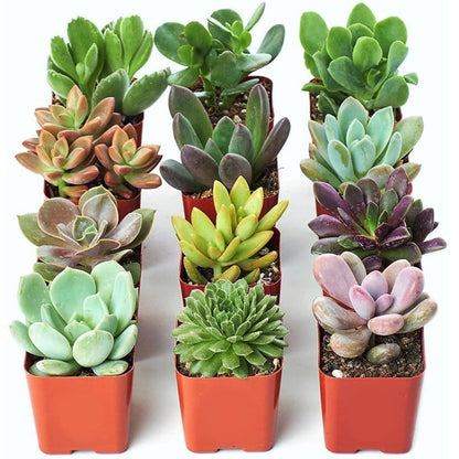 Mini succulents "Per Piece" - www.Greenie.ae Buy online Best and Healthy Plants and quality products guarantee in Dubai Plants Shop in Dubai Abu Dhabi all over UAE Plants near me Fresh Plants in Dubai where to buy plants in UAE - Greenie.ae