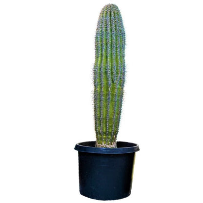 Saguaro Cactus - www.Greenie.ae Buy online Best and Healthy Plants and quality products guarantee in Dubai Plants Shop in Dubai Abu Dhabi all over UAE Plants near me Fresh Plants in Dubai where to buy plants in UAE - Greenie.ae