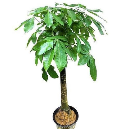 Pachira Aquatica, Money Tree - www.Greenie.ae Buy online Best and Healthy Plants and quality products guarantee in Dubai Plants Shop in Dubai Abu Dhabi all over UAE Plants near me Fresh Plants in Dubai where to buy plants in UAE - Greenie.ae