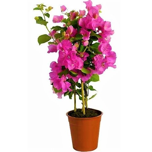 Bougainvillea Spectabilis Pink - www.Greenie.ae Buy online Best and Healthy Plants and quality products guarantee in Dubai Plants Shop in Dubai Abu Dhabi all over UAE Plants near me Fresh Plants in Dubai where to buy plants in UAE - Greenie.ae