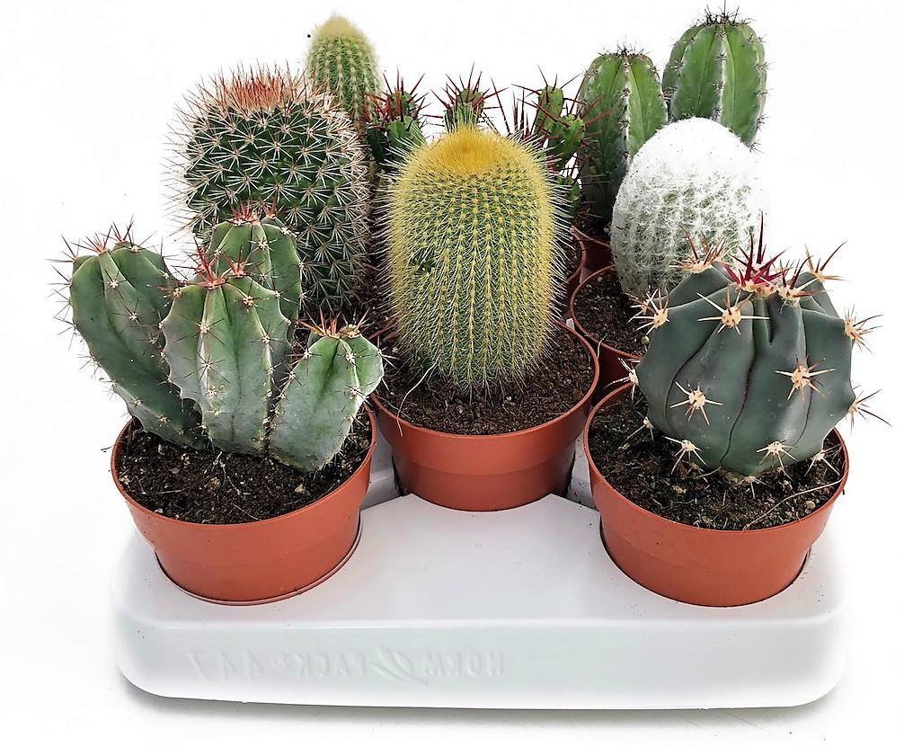 Ornamental Cactus Mix Outdoor - www.Greenie.ae Buy online Best and Healthy Plants and quality products guarantee in Dubai Plants Shop in Dubai Abu Dhabi all over UAE Plants near me Fresh Plants in Dubai where to buy plants in UAE - Greenie.ae