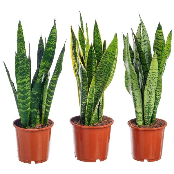 Snake Plant, Sansevieria Trifasciata, Laurentii, indoor - www.Greenie.ae Buy online Best and Healthy Plants and quality products guarantee in Dubai Plants Shop in Dubai Abu Dhabi all over UAE Plants near me Fresh Plants in Dubai where to buy plants in UAE - Greenie.ae