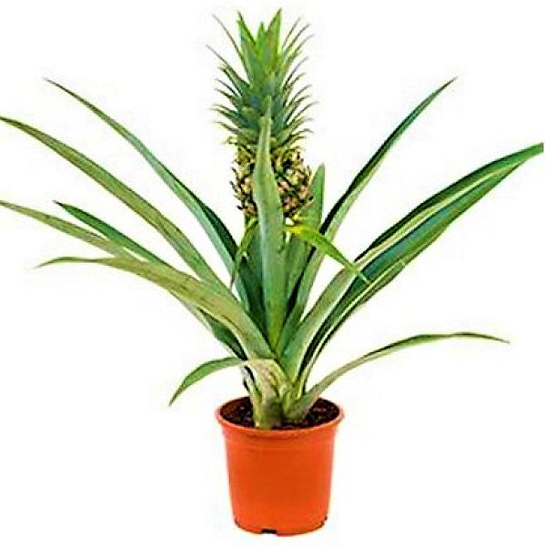 Pineapple, Ananas Comosus - www.Greenie.ae Buy online Best and Healthy Plants and quality products guarantee in Dubai Plants Shop in Dubai Abu Dhabi all over UAE Plants near me Fresh Plants in Dubai where to buy plants in UAE - Greenie.ae