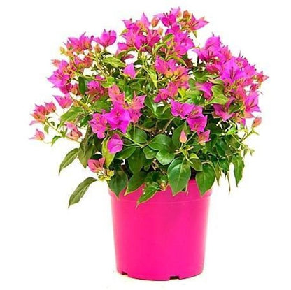 Bougainvillea Pink Pixie - www.Greenie.ae Buy online Best and Healthy Plants and quality products guarantee in Dubai Plants Shop in Dubai Abu Dhabi all over UAE Plants near me Fresh Plants in Dubai where to buy plants in UAE - Greenie.ae