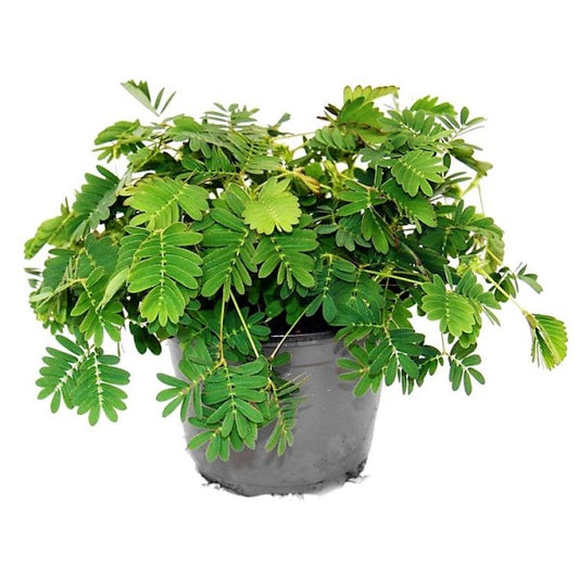 Touch me not, Mimosa Pudica - www.Greenie.ae Buy online Best and Healthy Plants and quality products guarantee in Dubai Plants Shop in Dubai Abu Dhabi all over UAE Plants near me Fresh Plants in Dubai where to buy plants in UAE - Greenie.ae