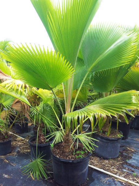 Fiji Fan Palm, Pritchardia Pacifica - www.Greenie.ae Buy online Best and Healthy Plants and quality products guarantee in Dubai Plants Shop in Dubai Abu Dhabi all over UAE Plants near me Fresh Plants in Dubai where to buy plants in UAE - Greenie.ae