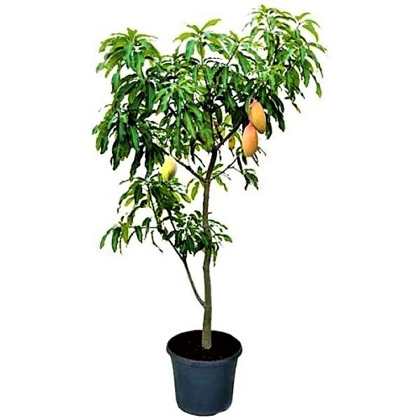 Mangifera indica, Mango Tree - www.Greenie.ae Buy online Best and Healthy Plants and quality products guarantee in Dubai Plants Shop in Dubai Abu Dhabi all over UAE Plants near me Fresh Plants in Dubai where to buy plants in UAE - Greenie.ae