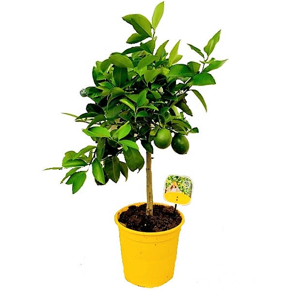 Office Lemon Tree, Citrus Lemon with fruit