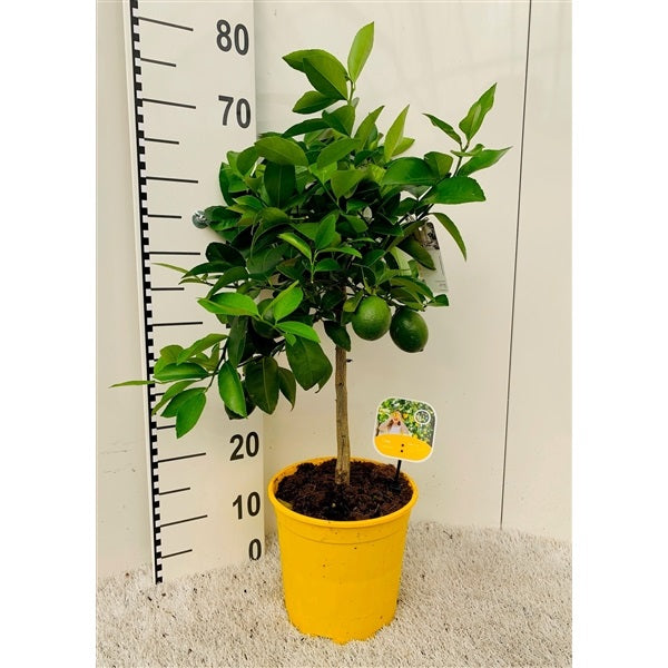 Office Lemon Tree, Citrus Lemon with fruit