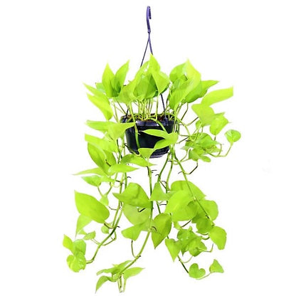 Scindapsus Golden, Golden Money Plant - www.Greenie.ae Buy online Best and Healthy Plants and quality products guarantee in Dubai Plants Shop in Dubai Abu Dhabi all over UAE Plants near me Fresh Plants in Dubai where to buy plants in UAE - Greenie.ae