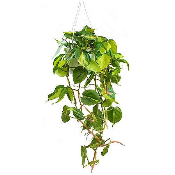 Scindapsus Brasil - www.Greenie.ae Buy online Best and Healthy Plants and quality products guarantee in Dubai Plants Shop in Dubai Abu Dhabi all over UAE Plants near me Fresh Plants in Dubai where to buy plants in UAE - Greenie.ae