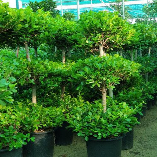 Ficus Diversifolia Two Heads - www.Greenie.ae Buy online Best and Healthy Plants and quality products guarantee in Dubai Plants Shop in Dubai Abu Dhabi all over UAE Plants near me Fresh Plants in Dubai where to buy plants in UAE - Greenie.ae