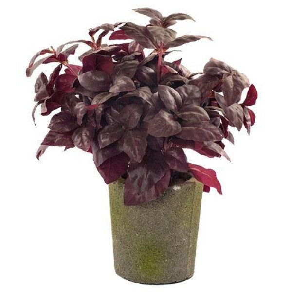 Alternanthera, Purple Knight (small) - www.Greenie.ae Buy online Best and Healthy Plants and quality products guarantee in Dubai Plants Shop in Dubai Abu Dhabi all over UAE Plants near me Fresh Plants in Dubai where to buy plants in UAE - Greenie.ae