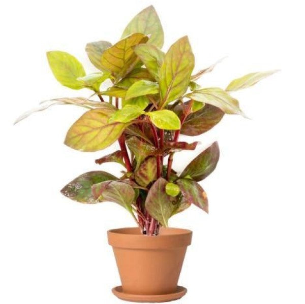 Alternanthera Red, Red Sessile, Joyweed (small) - www.Greenie.ae Buy online Best and Healthy Plants and quality products guarantee in Dubai Plants Shop in Dubai Abu Dhabi all over UAE Plants near me Fresh Plants in Dubai where to buy plants in UAE - Greenie.ae