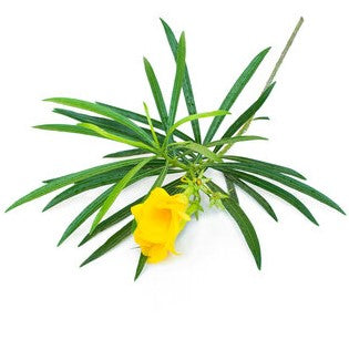 Thevetia Peruviana, Cascabela Thevetia, Yellow Oleander