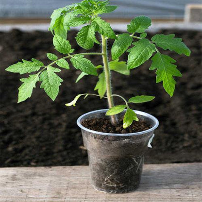 Cherry Tomato Plant - www.Greenie.ae Buy online Best and Healthy Plants and quality products guarantee in Dubai Plants Shop in Dubai Abu Dhabi all over UAE Plants near me Fresh Plants in Dubai where to buy plants in UAE - Greenie.ae