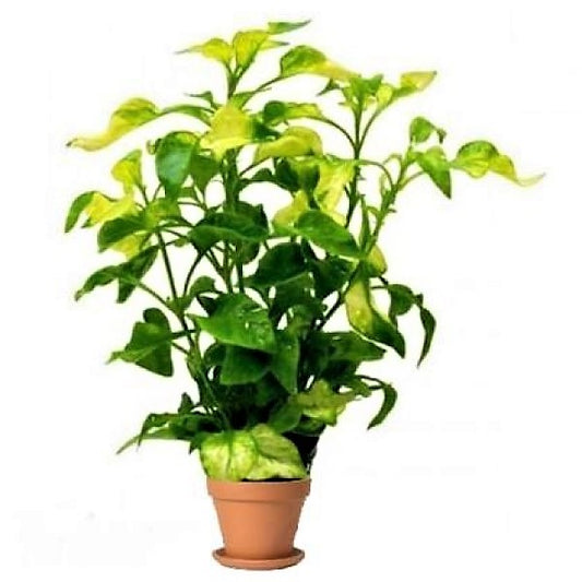 Alternanthera Ficoidea, Gold (small) - www.Greenie.ae Buy online Best and Healthy Plants and quality products guarantee in Dubai Plants Shop in Dubai Abu Dhabi all over UAE Plants near me Fresh Plants in Dubai where to buy plants in UAE - Greenie.ae