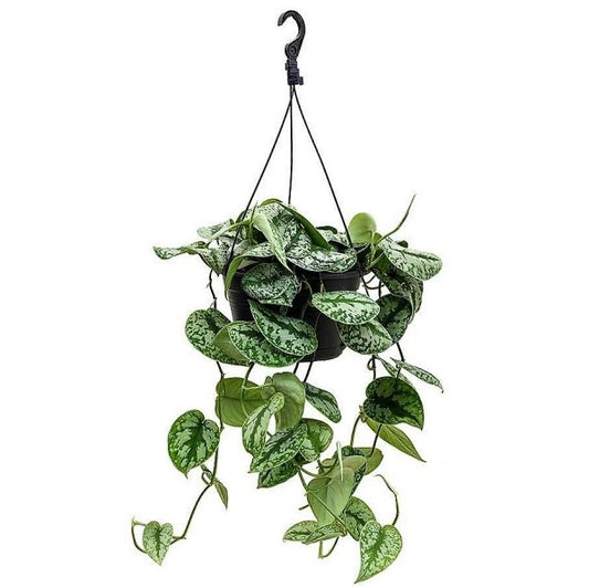 Satin Pothos Hanging - www.Greenie.ae Buy online Best and Healthy Plants and quality products guarantee in Dubai Plants Shop in Dubai Abu Dhabi all over UAE Plants near me Fresh Plants in Dubai where to buy plants in UAE - Greenie.ae