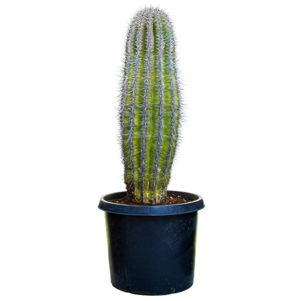 Saguaro Cactus - www.Greenie.ae Buy online Best and Healthy Plants and quality products guarantee in Dubai Plants Shop in Dubai Abu Dhabi all over UAE Plants near me Fresh Plants in Dubai where to buy plants in UAE - Greenie.ae