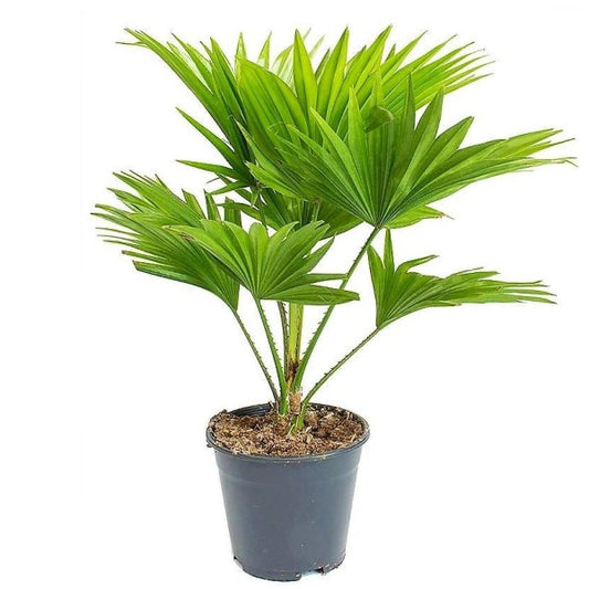 Chinese Fan Palm, Livistona Chinensis, Fountain Palm - www.Greenie.ae Buy online Best and Healthy Plants and quality products guarantee in Dubai Plants Shop in Dubai Abu Dhabi all over UAE Plants near me Fresh Plants in Dubai where to buy plants in UAE - Greenie.ae