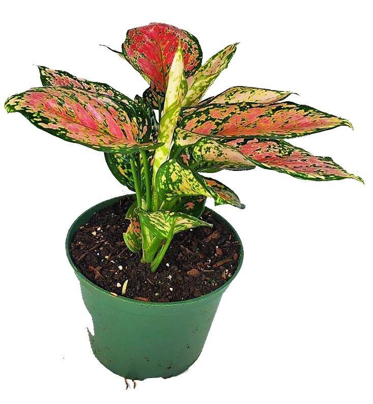 Aglaonema Sp , Wishes - www.Greenie.ae Buy online Best and Healthy Plants and quality products guarantee in Dubai Plants Shop in Dubai Abu Dhabi all over UAE Plants near me Fresh Plants in Dubai where to buy plants in UAE - Greenie.ae