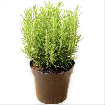 Rosmarinus Officialis, Rosemary Herb Outdoor - www.Greenie.ae Buy online Best and Healthy Plants and quality products guarantee in Dubai Plants Shop in Dubai Abu Dhabi all over UAE Plants near me Fresh Plants in Dubai where to buy plants in UAE - Greenie.ae