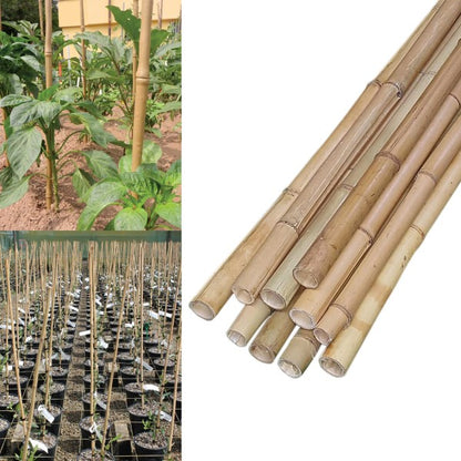 Bamboo Stick 15-30mm Dia