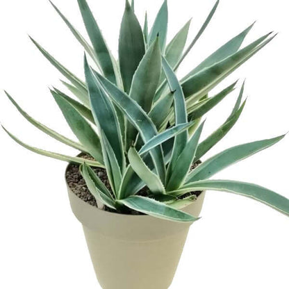 Agave Angustifolia, Caribbean - www.Greenie.ae Buy online Best and Healthy Plants and quality products guarantee in Dubai Plants Shop in Dubai Abu Dhabi all over UAE Plants near me Fresh Plants in Dubai where to buy plants in UAE - Greenie.ae