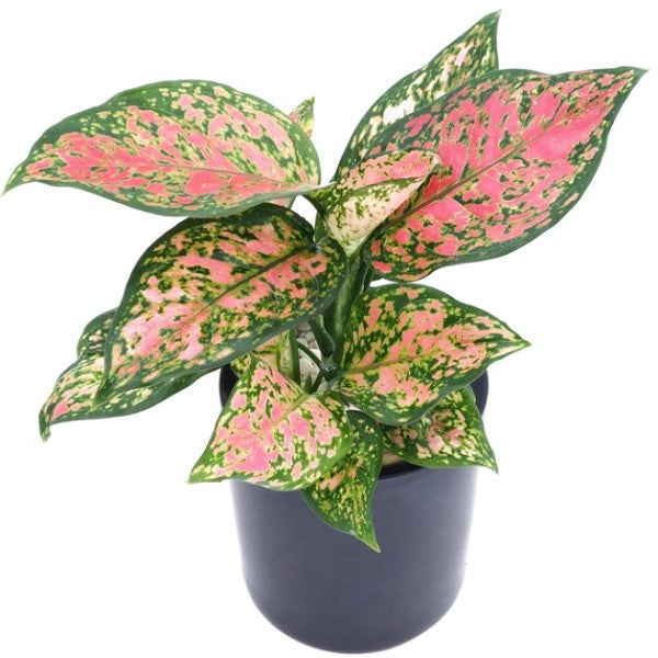  Aglaonema Red Valentine - www.Greenie.ae Buy online Best and Healthy Plants and quality products guarantee in Dubai Plants Shop in Dubai Abu Dhabi all over UAE Plants near me Fresh Plants in Dubai where to buy plants in UAE - Greenie.ae Agave Attenuata, 