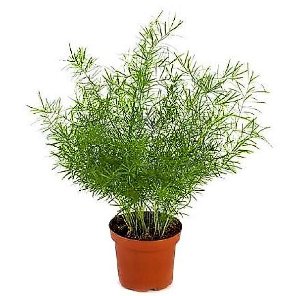 Asparagus sprengeri, Emerald feather, Emerald fern, Sprenger’s asparagus (small) - www.Greenie.ae Buy online Best and Healthy Plants and quality products guarantee in Dubai Plants Shop in Dubai Abu Dhabi all over UAE Plants near me Fresh Plants in Dubai where to buy plants in UAE - Greenie.ae