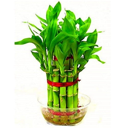 Lucky Bamboo Steps, Dracaena Sanderiana - www.Greenie.ae Buy online Best and Healthy Plants and quality products guarantee in Dubai Plants Shop in Dubai Abu Dhabi all over UAE Plants near me Fresh Plants in Dubai where to buy plants in UAE - Greenie.ae