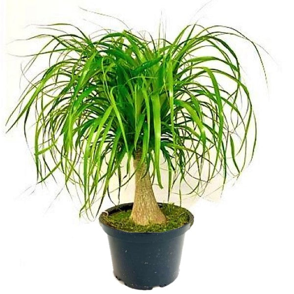 Beaucarnea Recurvata, Elephant-Foot Tree - www.Greenie.ae Buy online Best and Healthy Plants and quality products guarantee in Dubai Plants Shop in Dubai Abu Dhabi all over UAE Plants near me Fresh Plants in Dubai where to buy plants in UAE - Greenie.ae