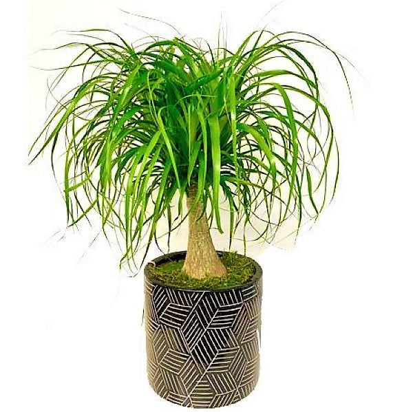 Beaucarnea Recurvata, Elephant-Foot Tree - www.Greenie.ae Buy online Best and Healthy Plants and quality products guarantee in Dubai Plants Shop in Dubai Abu Dhabi all over UAE Plants near me Fresh Plants in Dubai where to buy plants in UAE - Greenie.ae