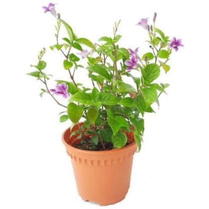 Asystasia Gangetica, Chinese Violet - www.Greenie.ae Buy online Best and Healthy Plants and quality products guarantee in Dubai Plants Shop in Dubai Abu Dhabi all over UAE Plants near me Fresh Plants in Dubai where to buy plants in UAE - Greenie.ae