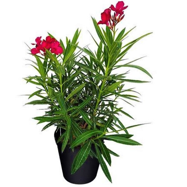 Nerium Oleander - www.Greenie.ae Buy online Best and Healthy Plants and quality products guarantee in Dubai Plants Shop in Dubai Abu Dhabi all over UAE Plants near me Fresh Plants in Dubai where to buy plants in UAE - Greenie.ae