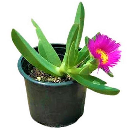 Carpobrotus Edulis, Ice Plant (small) - www.Greenie.ae Buy online Best and Healthy Plants and quality products guarantee in Dubai Plants Shop in Dubai Abu Dhabi all over UAE Plants near me Fresh Plants in Dubai where to buy plants in UAE - Greenie.ae