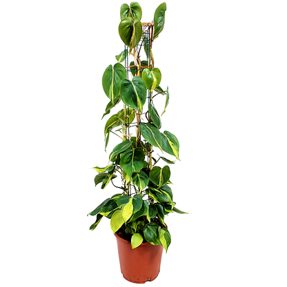 Scindapsus Brasil - www.Greenie.ae Buy online Best and Healthy Plants and quality products guarantee in Dubai Plants Shop in Dubai Abu Dhabi all over UAE Plants near me Fresh Plants in Dubai where to buy plants in UAE - Greenie.ae