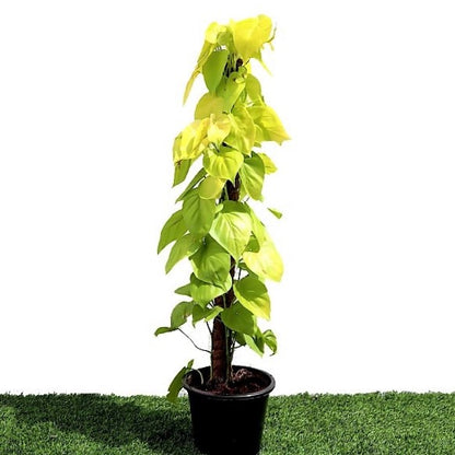 Scindapsus Golden, Golden Money Plant - www.Greenie.ae Buy online Best and Healthy Plants and quality products guarantee in Dubai Plants Shop in Dubai Abu Dhabi all over UAE Plants near me Fresh Plants in Dubai where to buy plants in UAE - Greenie.ae