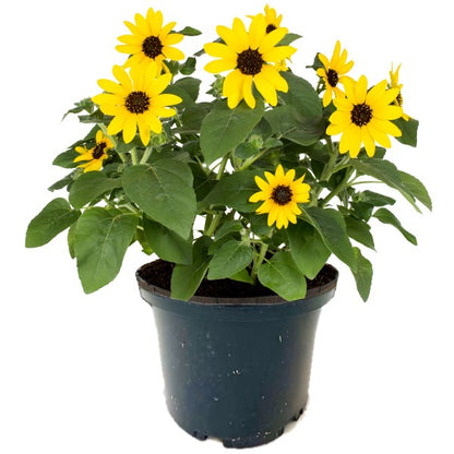 Ornamental Sunflower, Helianthus Annuus - www.Greenie.ae Buy online Best and Healthy Plants and quality products guarantee in Dubai Plants Shop in Dubai Abu Dhabi all over UAE Plants near me Fresh Plants in Dubai where to buy plants in UAE - Greenie.ae