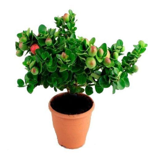 Carissa Grandiflora, Prostrata, Natal Plum - www.Greenie.ae Buy online Best and Healthy Plants and quality products guarantee in Dubai Plants Shop in Dubai Abu Dhabi all over UAE Plants near me Fresh Plants in Dubai where to buy plants in UAE - Greenie.ae