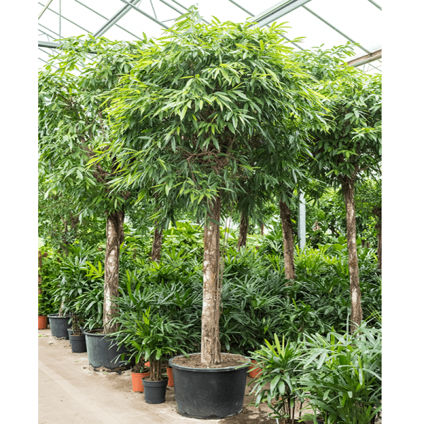 Ficus alii Amstel Queen, Long Leaf Ficus - www.Greenie.ae Buy online Best and Healthy Plants and quality products guarantee in Dubai Plants Shop in Dubai Abu Dhabi all over UAE Plants near me Fresh Plants in Dubai where to buy plants in UAE - Greenie.ae