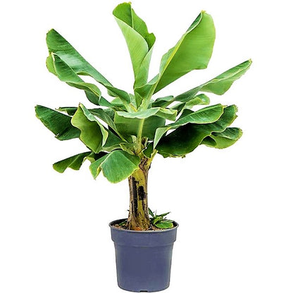 Musa paradisiaca, Banana Tree - www.Greenie.ae Buy online Best and Healthy Plants and quality products guarantee in Dubai Plants Shop in Dubai Abu Dhabi all over UAE Plants near me Fresh Plants in Dubai where to buy plants in UAE - Greenie.ae