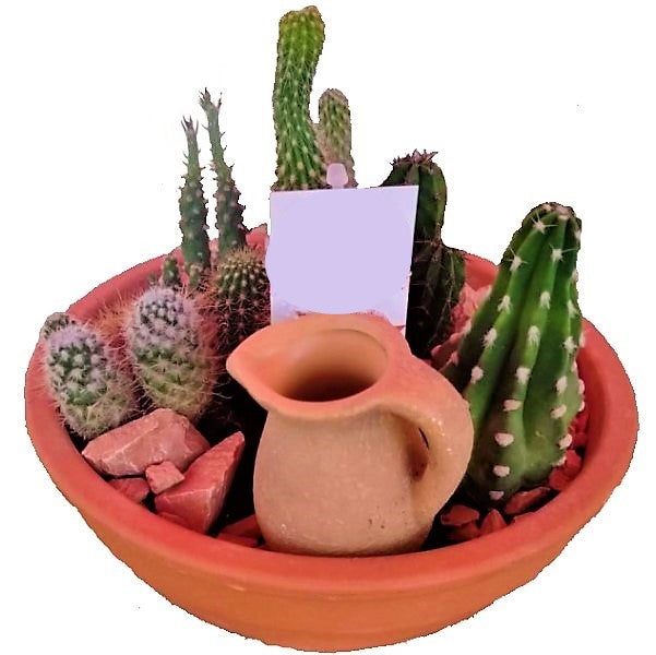 Cactus Outdoor - www.Greenie.ae Buy online Best and Healthy Plants and quality products guarantee in Dubai Plants Shop in Dubai Abu Dhabi all over UAE Plants near me Fresh Plants in Dubai where to buy plants in UAE - Greenie.ae