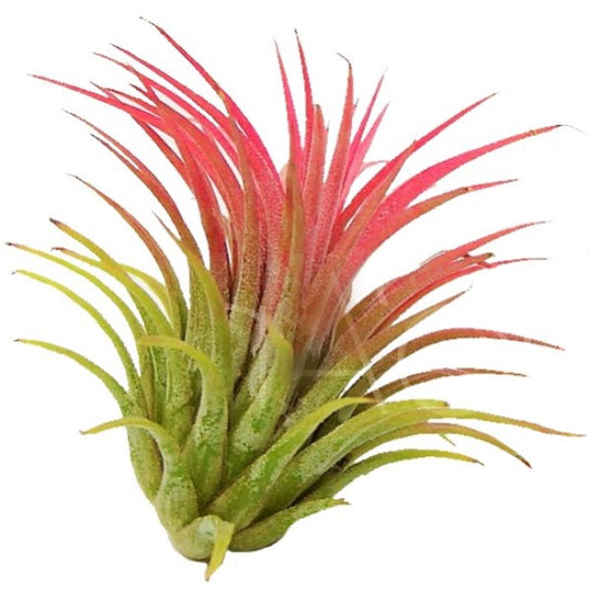 Tillandsia Lonantha Red Clumb - www.Greenie.ae Buy online Best and Healthy Plants and quality products guarantee in Dubai Plants Shop in Dubai Abu Dhabi all over UAE Plants near me Fresh Plants in Dubai where to buy plants in UAE - Greenie.ae